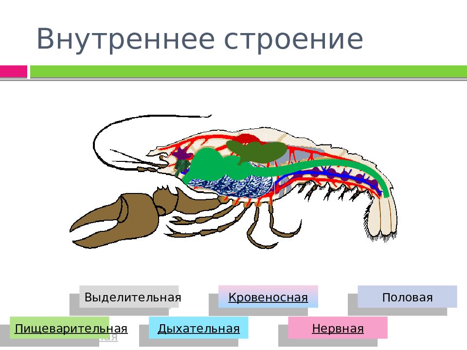 Кровеносная система ракообразных