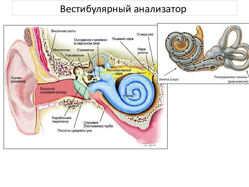 Анализаторы органы чувств. Орган чувств вестибулярного анализатора. Строение органа слуха 8 класс биология. Строение и функции органа зрения, слуха.. Анатомия вестибулярного анализатора.