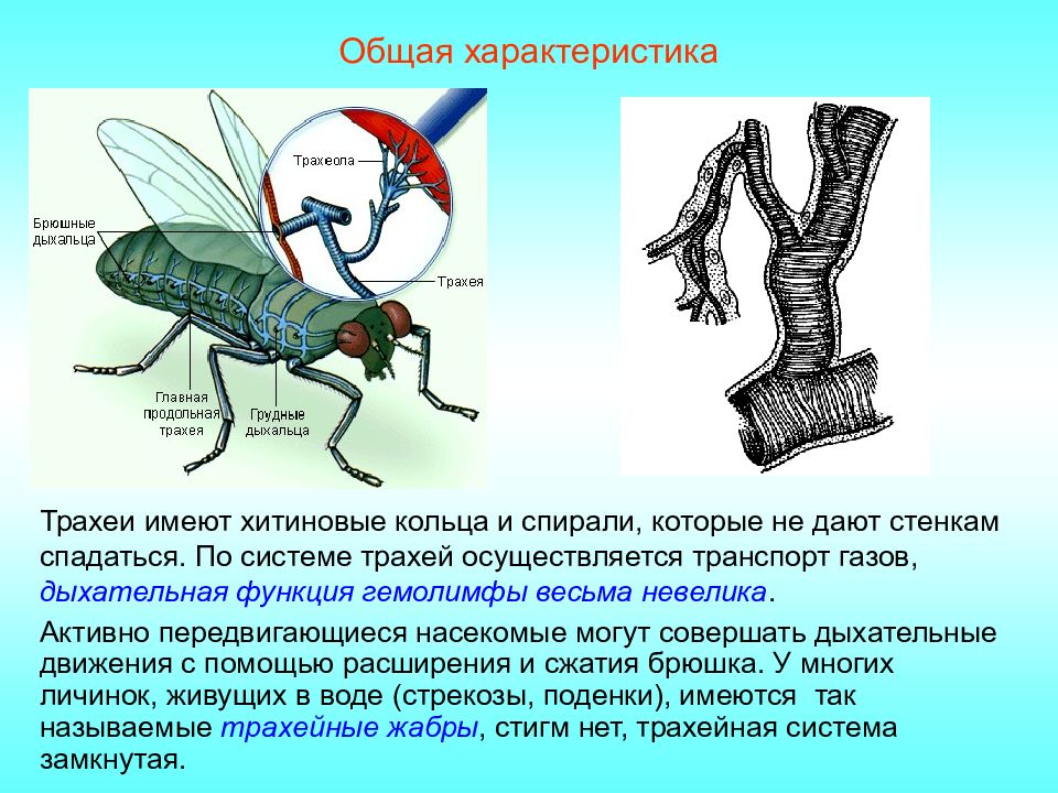 Какую функцию выполняют трахеи у божьей коровки. Система трахей насекомых. Дыхательная система насекомых кузнечик. Дыхательная система органов насекомых. Строение дыхательной системы насекомых.