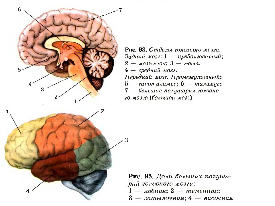 Вегетативный мозг. Соматический и вегетативный отделы нервной системы. Вегетативный отдел нервной системы головного мозга. Передний отдел головного мозга. Соматический отдел мозга.