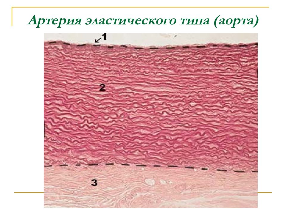 Артерии мышечно эластического типа