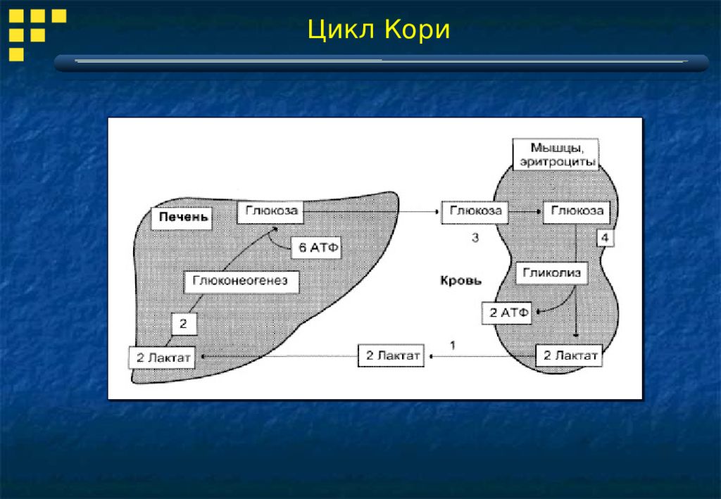 Цикл кори схема