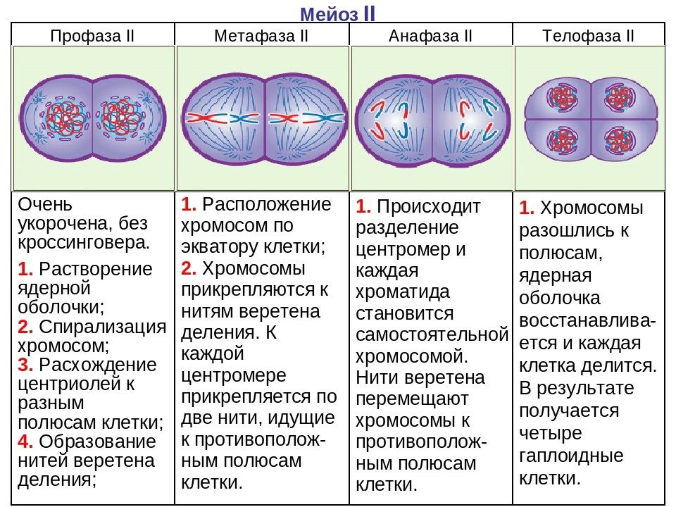 Схема клеточный цикл егэ биология