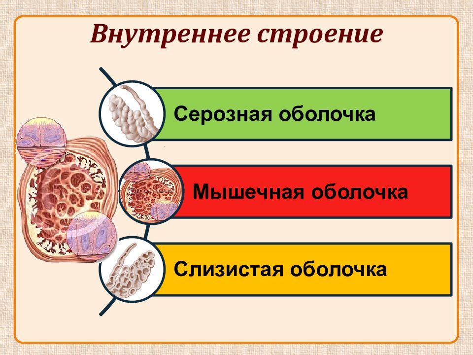 Презентация про половые органы