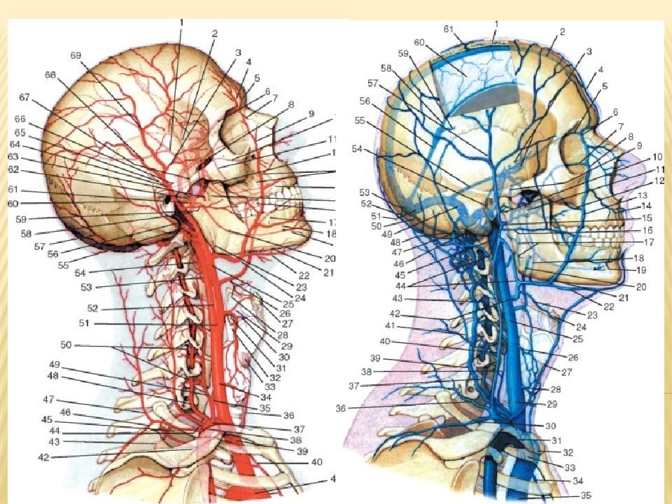 Артерии и вены головы и шеи схема