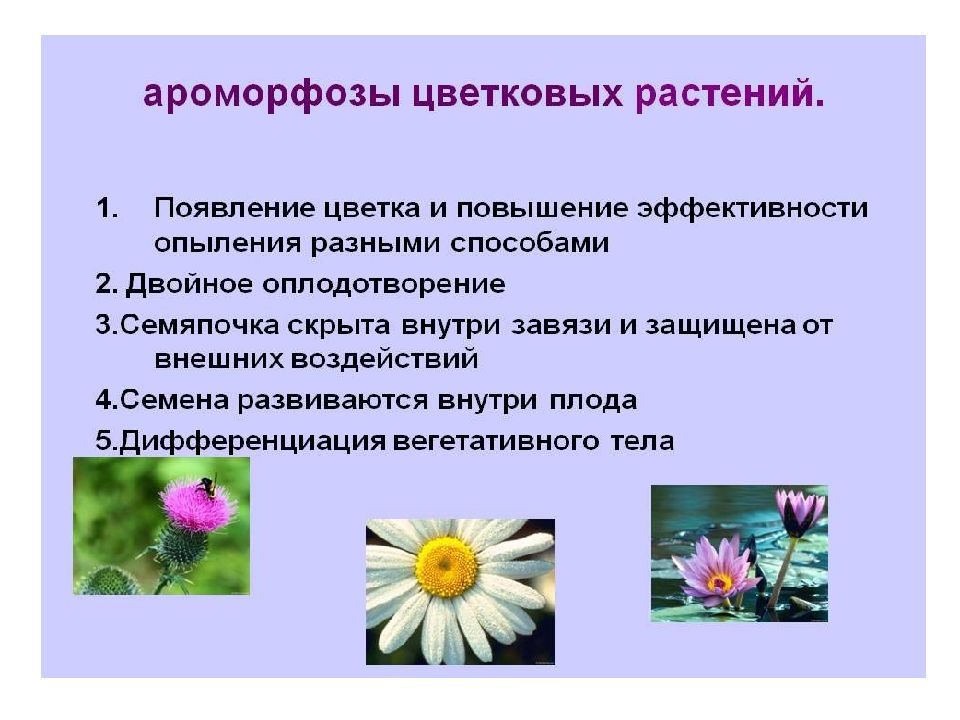 На каких примерах можно показать разнообразие покрытосеменных. Интересные факты о цветковых растениях. Цветковые характеристика. Покрытосеменные растения презентация. Появление цветковых растений.