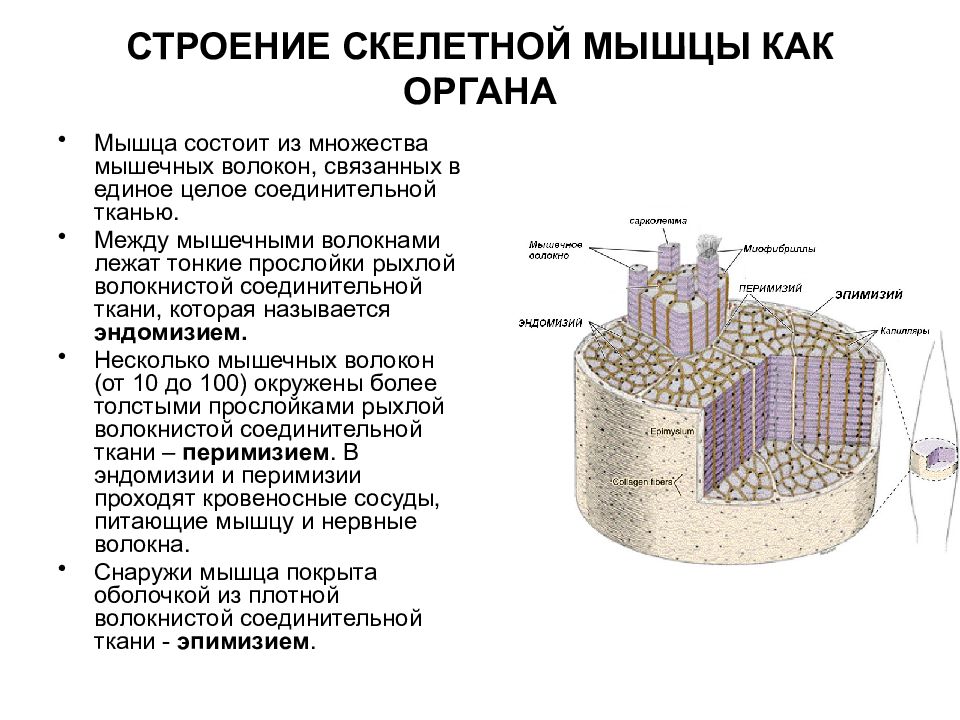 Строение скелетной мышцы. Структура строения скелетной мышцы. Механизм строения скелетной мышц. Строение мышцы как органа. Скелетная мышца как орган.