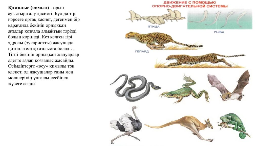 Сабақтың мақсаттары 5.4.2.2. Тірі ағзалардың құрылымдық деңгейлерін