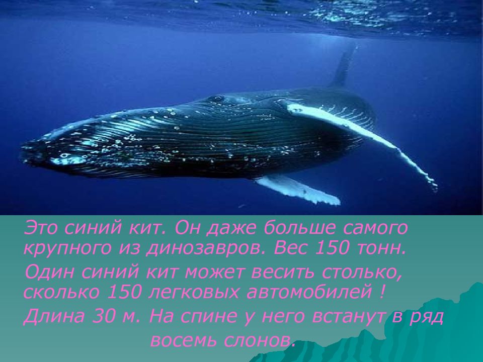 Сколько кит размер. Синий кит ≈ 150 тонн. Голубой кит. Самый большой кит. Самый большой кит вес.