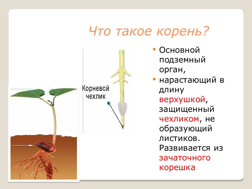 Учебник корень. Строение корня. Корень и его строение. Корень это в биологии. Строение корня презентация.