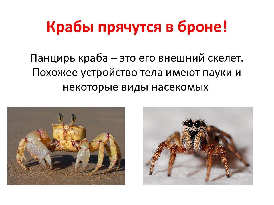 Хелицеры паука строение. Интересные факты о крабах. Внешнее строение паука птицееда. Опорно двигательная система паука. Строение скелета паука.