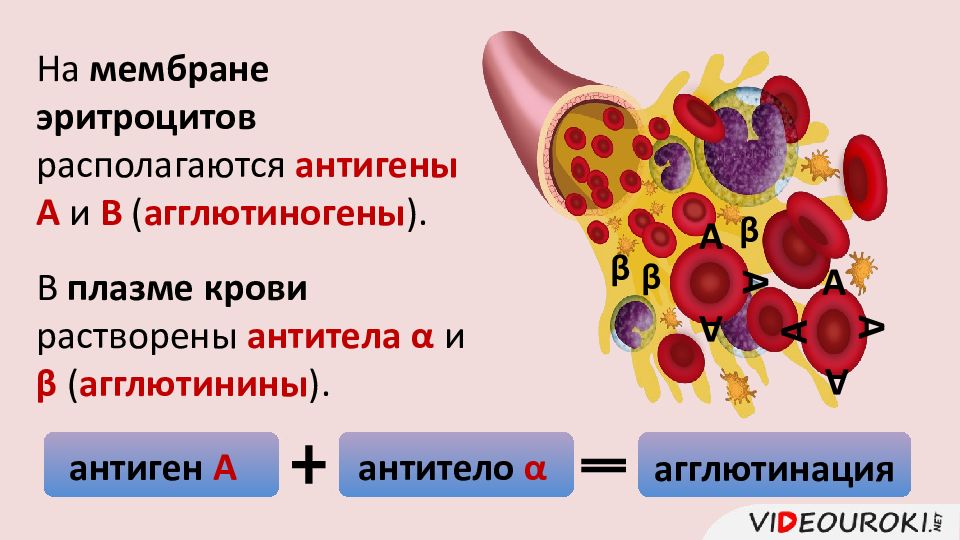 Группа крови презентация 8 класс