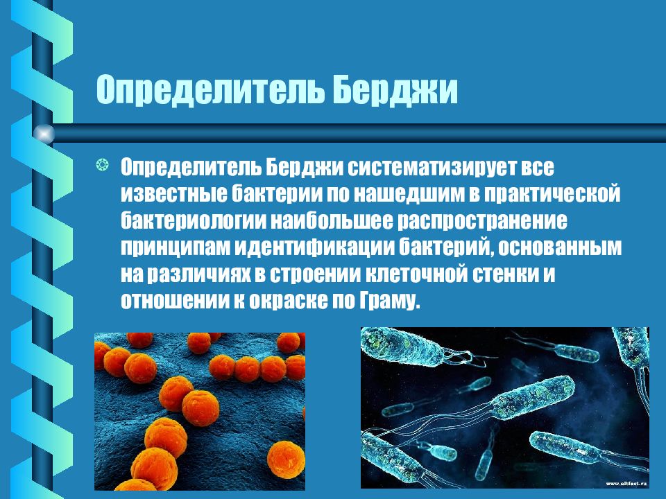 Классификация микроорганизмов микробиология презентация