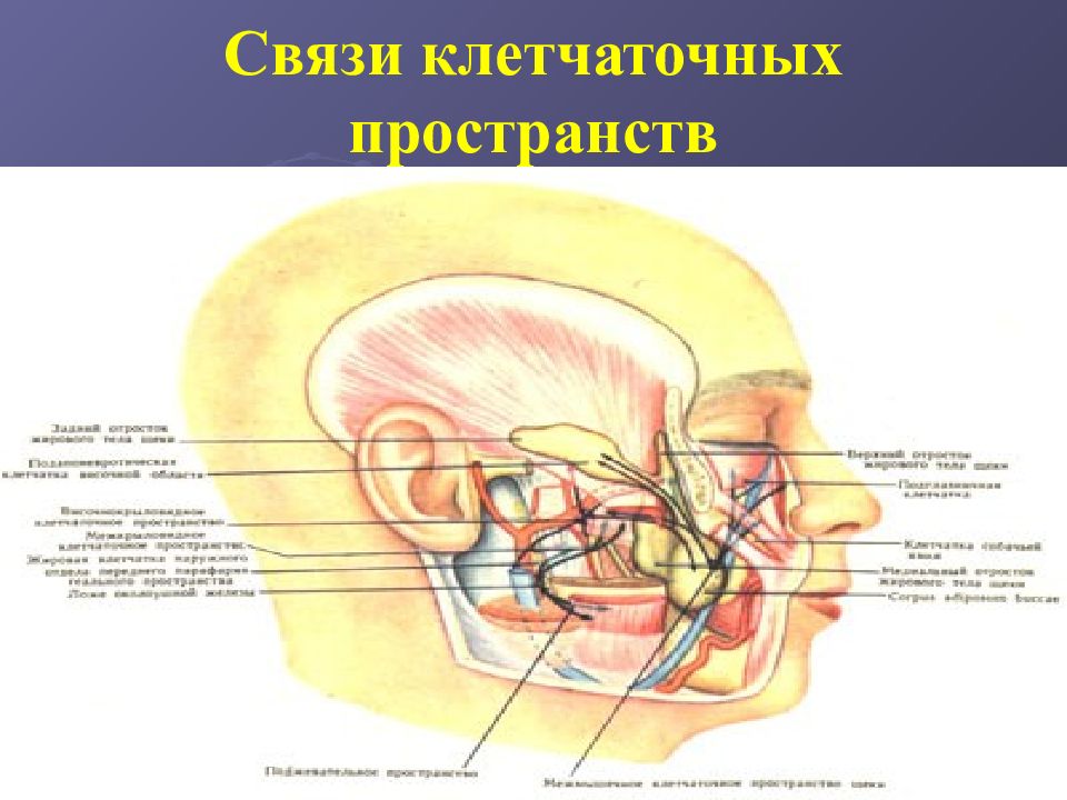 Отделы головы анатомия. Клетчаточные пространства лицевого отдела головы. Клетчаточные пространства лица топографическая анатомия. Топографическая анатомия клетчаточных пространств. Топографическая анатомия клетчаточных пространств лицевого отдела.