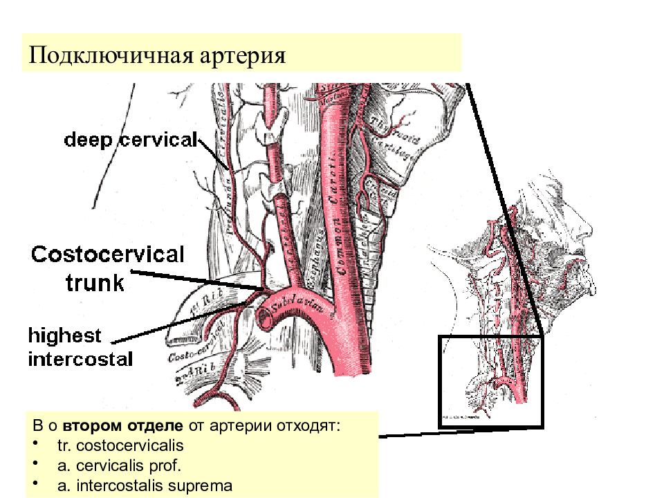 Подключичная артерия анатомия картинки