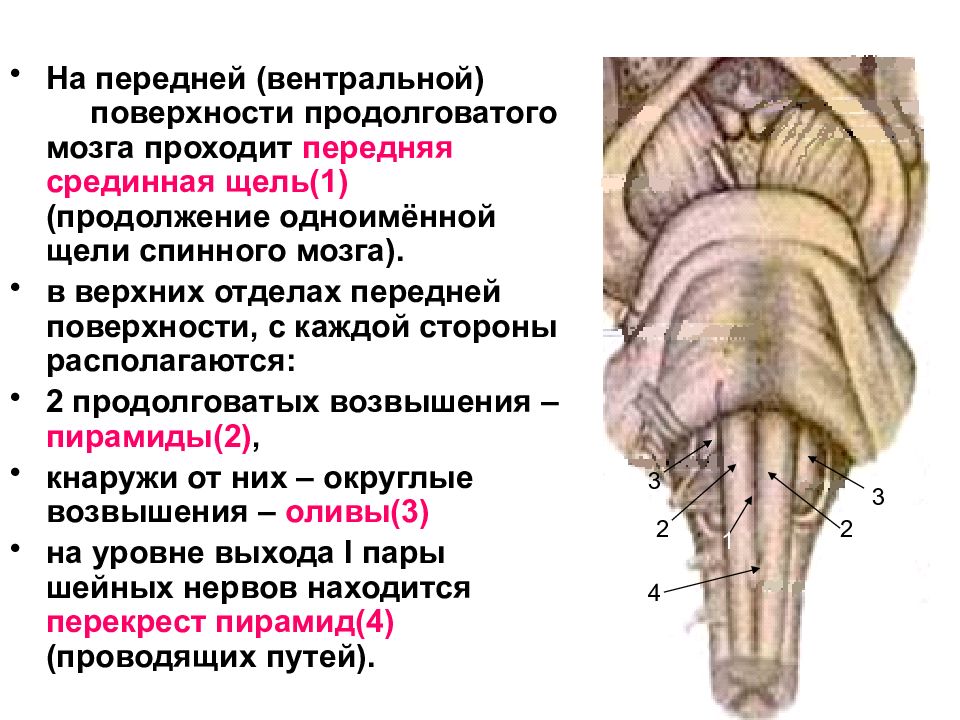 Задний мозг презентация анатомия