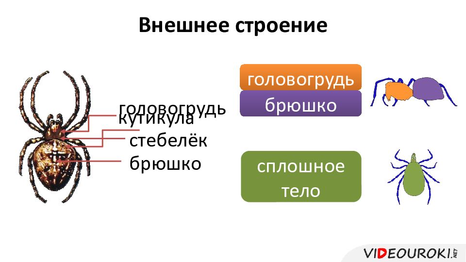 Паукообразные брюшко. Строение головогруди паука. Внешнее строение паукообразных. Паукообразные головогрудь и брюшко. Брюшко у паукообразных.