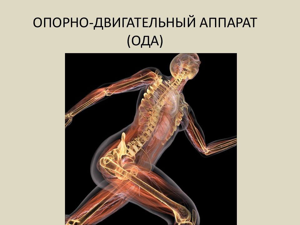 Опорно двигательный аппарат. Костно мышечный аппарат человека. Опорно-двигательная система человека. Опорно двигательный аппарат анатомия.