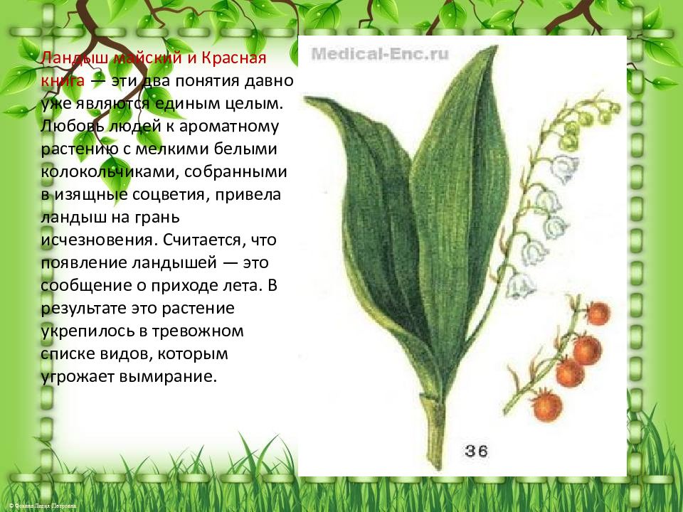 Морфологическое описание ландыша майского по плану