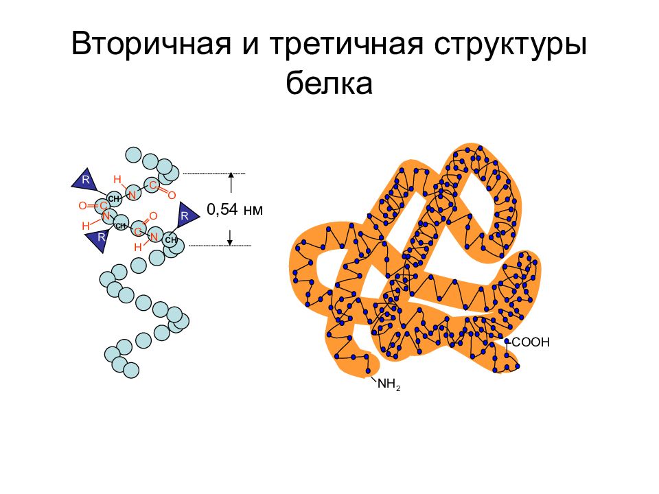 Вторичный белок примеры. Третичная структура белка структура белка. Строение белков третичная структура. Белок третичная структура. Третичная структура белка строение.