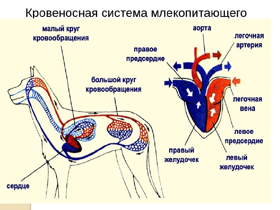 Система животных. Кровеносная система собаки схема. Схема строения кровеносной системы животных. Кровеносная система млекопитающих схема биология 7 класс. Тип кровеносной системы у млекопитающих.