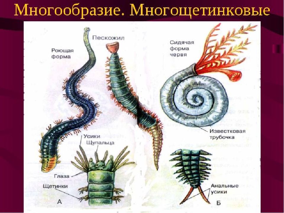 Класс многощетинковые черви презентация 7 класс