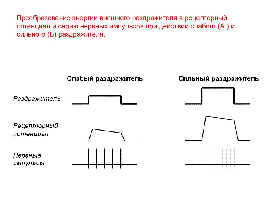 Преобразование внешнего. Преобразование внешнего раздражителя в нервный Импульс. Преобразование энергии внешнего раздражителя в. Процесс преобразование внешнего раздражителя в нервный Импульс. Объект преобразования внешнего раздражителя в нервный Импульс.