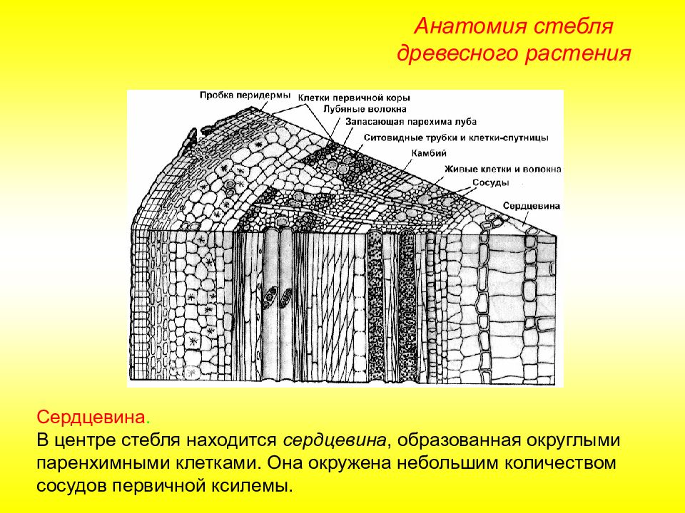 Ткань образующая сердцевину