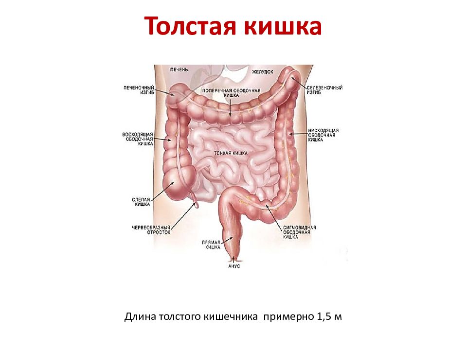 Прямая кишка строение и функции