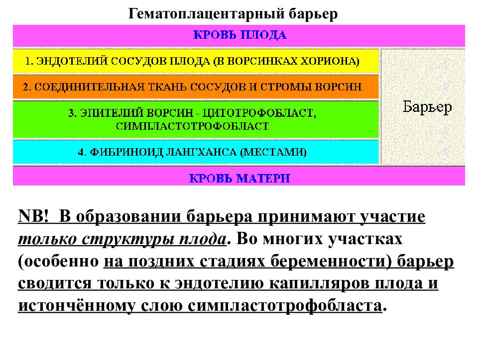 Структурные элементы гематоплацентарного барьера:. Функции гематоплацентарного барьера. Гематоплацентарный барьер гистология препарат. Гематоплацентарный барьер строение гистология. Гематоплацентарный барьер строение гистология.