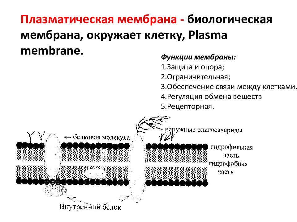 Функции мембраны клетки является. Структура клетки плазматическая мембрана. Функции плазматической мембраны таблица. Плазматическая мембрана биология 5 класс.