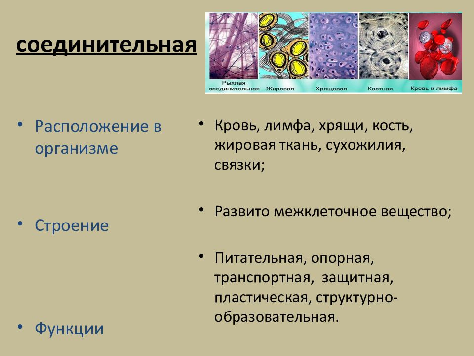 На рисунке изображена соединительная ткань кровь какова особенность этой ткани