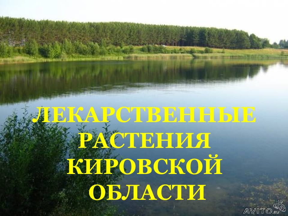 ЛЕКАРСТВЕННЫЕ РАСТЕНИЯ КИРОВСКОЙ ОБЛАСТИ