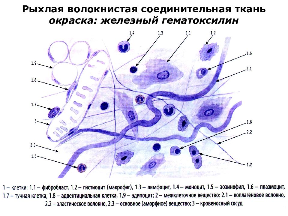 Рыхлая волокнистая неоформленная соединительная ткань рисунок