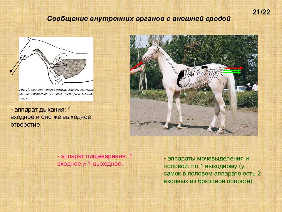 Внутренне сообщение. Презентация пищеварительный аппарат животных анатомия. Сообщения внутренней части и внешней.