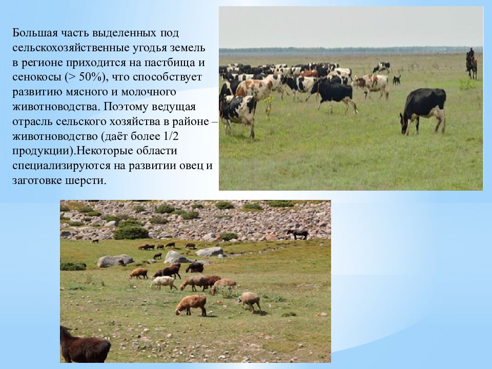 Северо восток хозяйство. Молочное скотоводство регионы в мире.