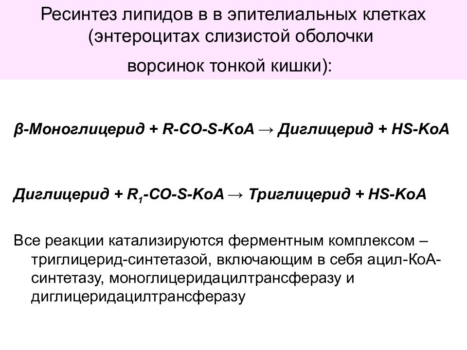 Ресинтез это. Схема ресинтеза липидов. Ресинтез триацилглицеролов в слизистой кишечника. Ресинтез липидов в клетках кишечника. Ресинтез липидов биохимия.