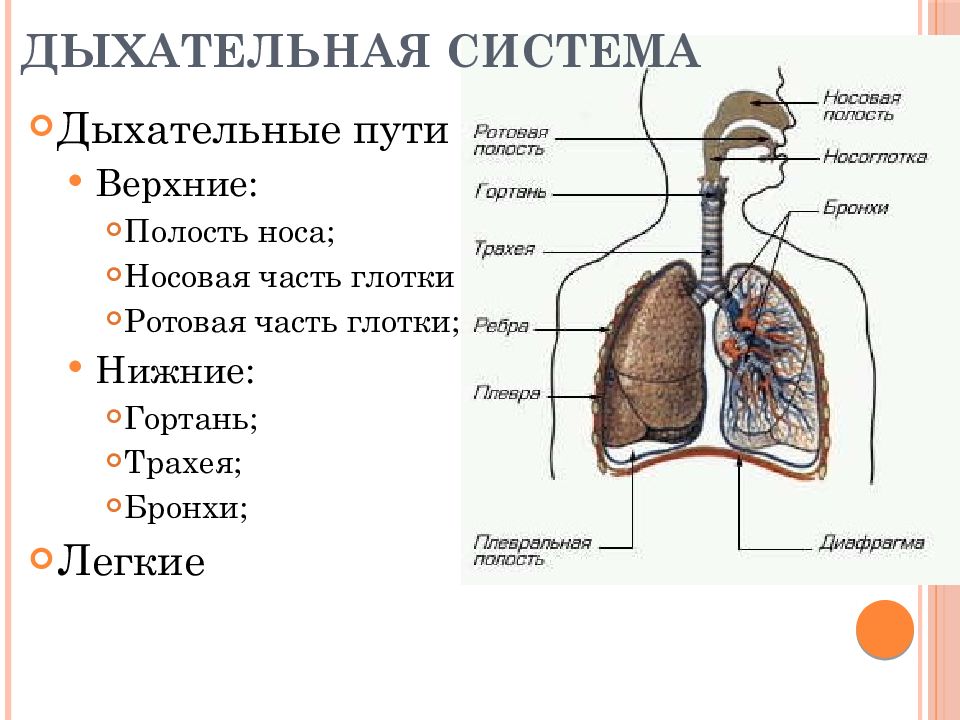 Соотнесите изображение органа дыхания с представителем класса. Физиология дыхательной системы человека. Строение дыхательной системы. Анатомия и физиология органов дыхания. Схема строения органов дыхания.