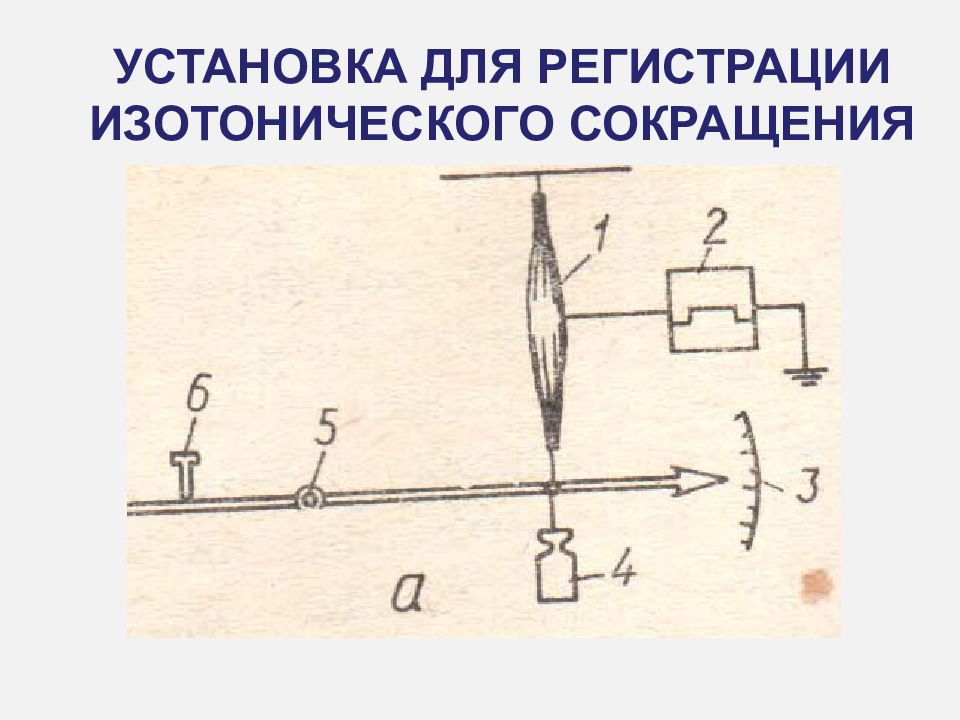 Изотоническое сокращение