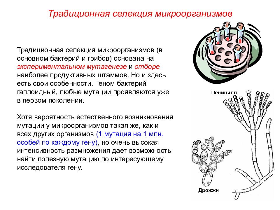 Презентация пименов селекция микроорганизмов