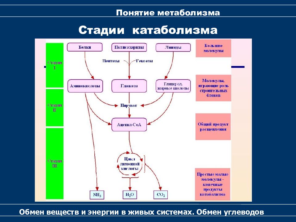 Общая схема катаболизма питательных веществ в организме