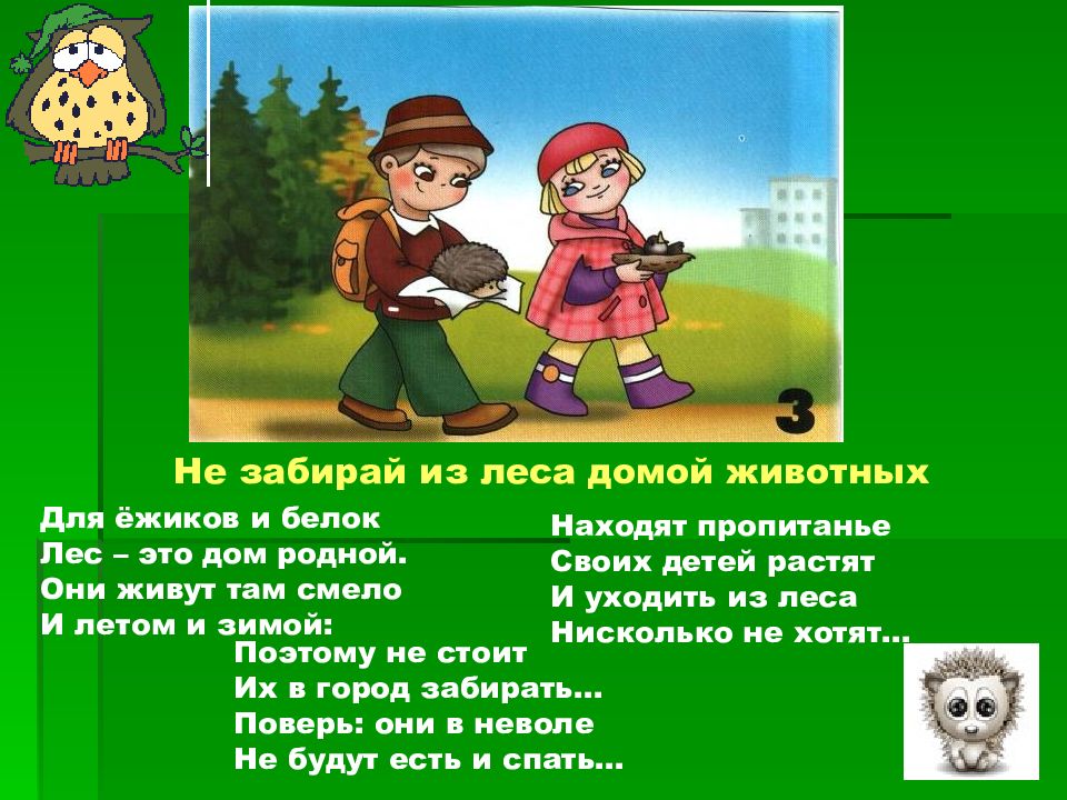 Лес это богатство правила поведения в лесу занятие в старшей группе презентация