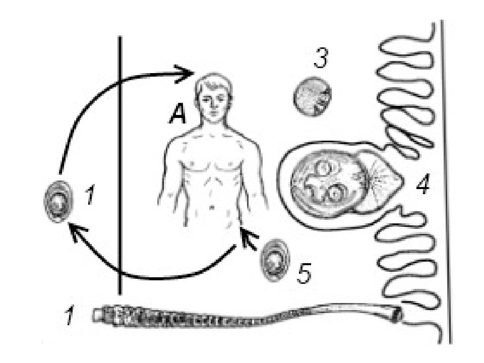 Онкосфера в кишечнике. Жизненный цикл карликового цепня. Цикл развития эхинококка схема. Карликовый цепень жизненный цикл схема.