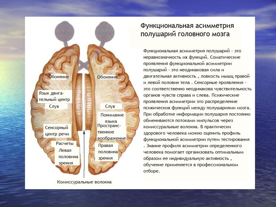 Асимметрия мозга презентация