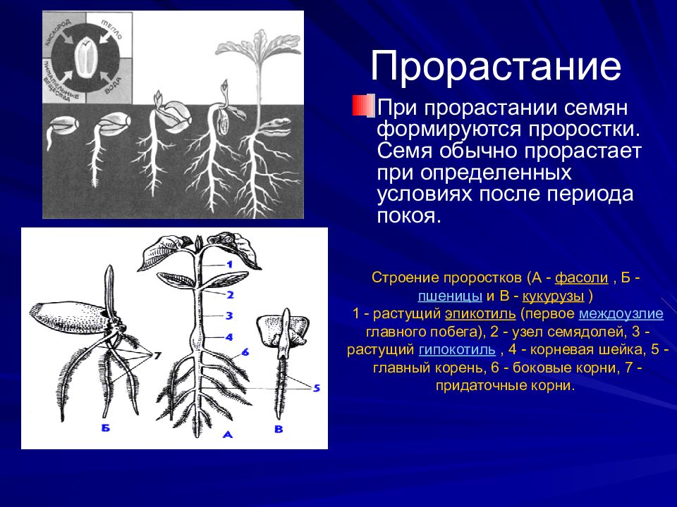 Гипокотиль у растений. Строение проростка. Строение проростка пшеницы. Проростки фасоли и пшеницы. Строение проростка фасоли.