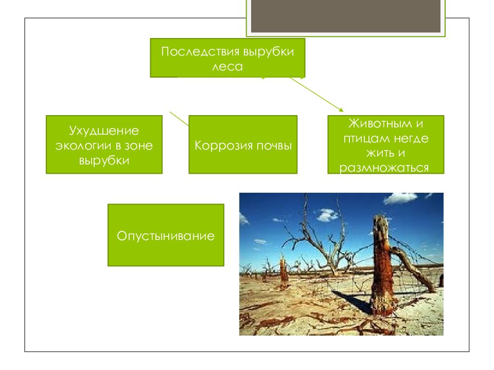 Последствия вырубки леса схема