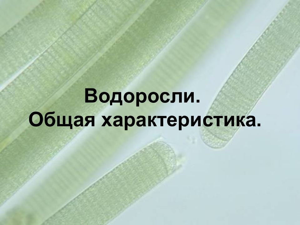 Водоросли. Общая характеристика.