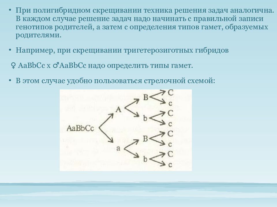 Генотип тригетерозиготы. Полигибридное скрещивание задачи. Полигибридное скрещивание примеры решения задач. Полигибридное скрещивание задачи с решением. Тригибридное скрещивание задачи с решением.