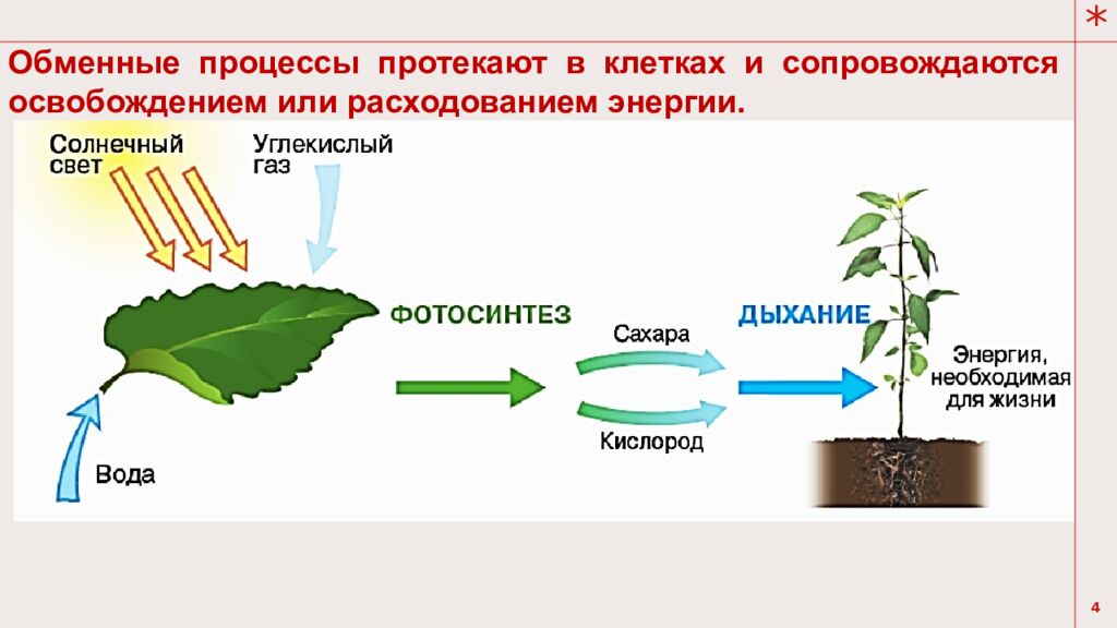 Тема урока: Обмен веществ у растений