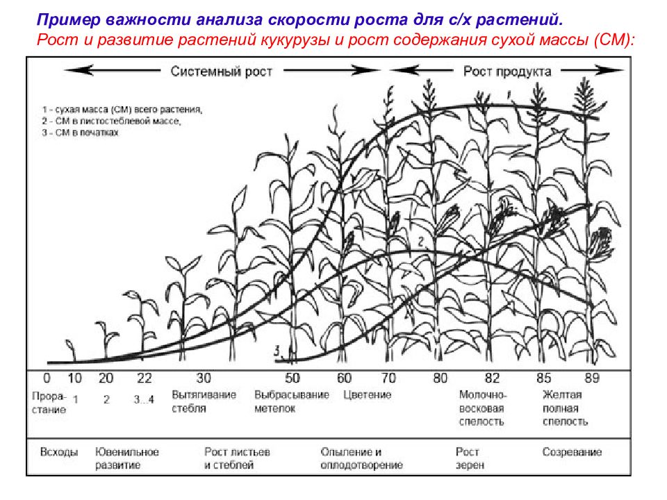 Схема посадки кукурузы в открытый грунт семенами